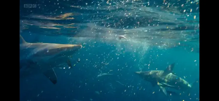 Copper shark (Carcharhinus brachyurus) as shown in A Perfect Planet - Oceans